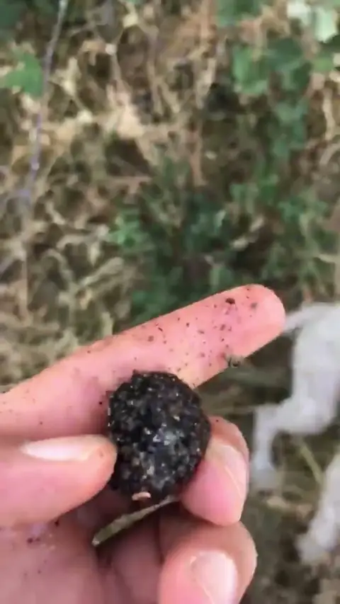 Bir define haritası düşün. Ama o noktada altın değil, siyah elmas var